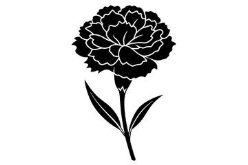 carnation flower vector illustration