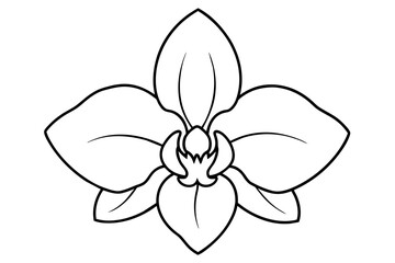 orchid flower vector illustration