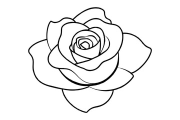 rose vector illustration