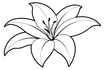 lily flower vector illustration