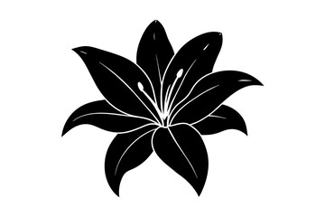 lily flower vector illustration