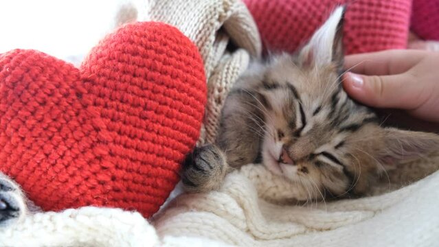 Pretty cute kitten relaxing on the bed with red crochet hearts. Tabby cat. Funny pets. Valentines Day, Birthday, Dating