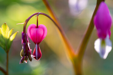 Closeup image of Bleeding heart flowers	
