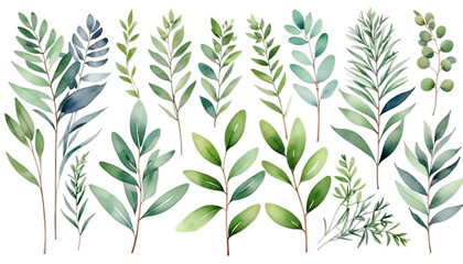 botanical watercolor set branches white background spring grass illustration floral leaves design rbs hand print eucalyptus painted plant tree branch leaf april autumn birthday blossom card