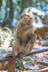 Northern pig-tailed macaque, Phuket Island, Thailand - Macaca leonina