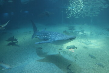 Tiburón ballena en acuario japonés