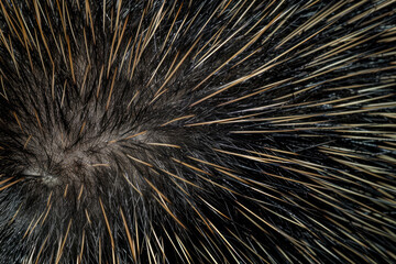 Naklejka premium Background Porcupine Quill Closeup On Fur Created Using Artificial Intelligence