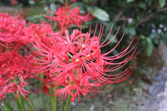 Lycoris Radiata roja close up