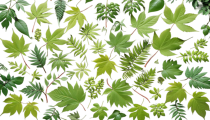 sommer buchenwald im forest book beech summer sun green german tree nature environment countryside leaf sunshine sunlight plant bright light