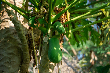 Green papaya fruit