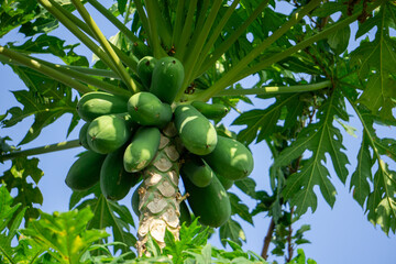 Green papaya fruit