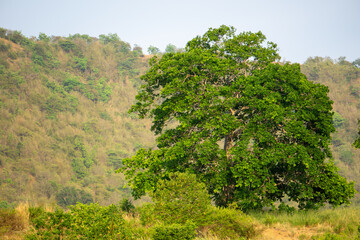 Big tree on the hill