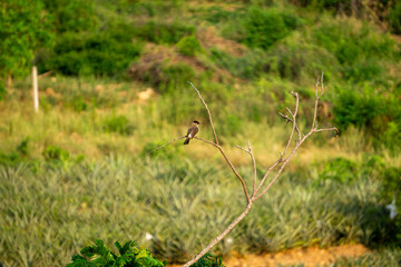 Bulbul perched on a branch