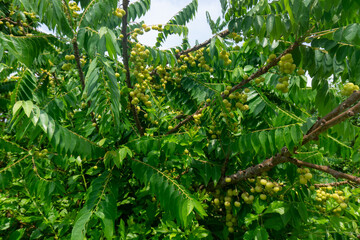The gooseberry tree is full of light green fruit.