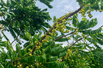 The gooseberry tree is full of light green fruit.