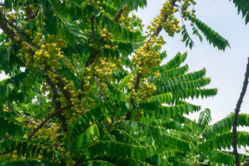 The gooseberry tree is full of light green fruit.