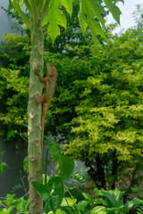 A light brown chameleon sits on a papaya tree.