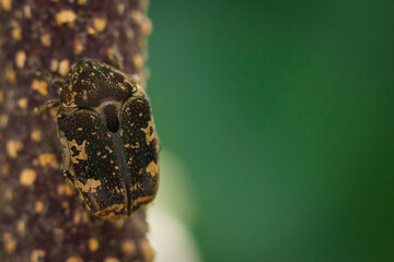 Macro shot of Protaetia cuprea on green plant, selective focus, bokeh