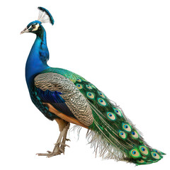 Obraz premium side view of peacock transparent isolated on white png