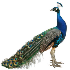 Obraz premium side view of peacock transparent isolated on white png