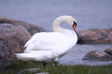 Fototapeta premium Mute swan cygnus olor and lake
