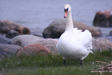 Mute swan cygnus olor and lake