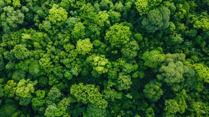 Naklejka premium The lush green forests are vital for the health of our planet s environment