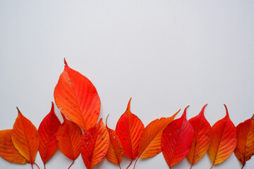 Colorful autumn leaves. Beautiful fallen leaves. colorful autumn leaves composition for autumnal...