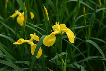 Yellow iris flowers. Iridaceae perennial plants. Lives near water and blooms yellow flowers from May to June.
