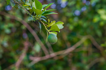 Unripe green orange fruit growing up on it's tree