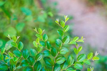 Indian jujube leaves close up view