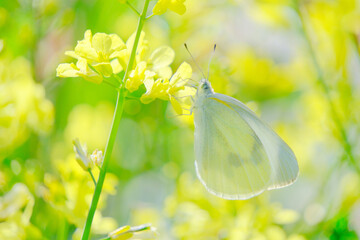 菜の花とモンシロチョウ