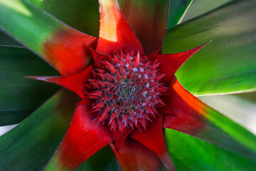 Red pineapple flower with green leaves