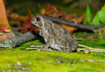 Common frog with beautiful green colored background. Colorful brown frog on the ground in the forest. Wildlife scene from nature.