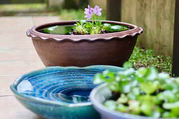 睡蓮鉢が並ぶ涼しげな中庭　日本の夏の景色　納涼　夏の風物詩　和風と洋風がブレンドされた庭