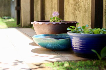 睡蓮鉢が並ぶ涼しげな中庭　日本の夏の景色　納涼　夏の風物詩　和風と洋風がブレンドされた庭