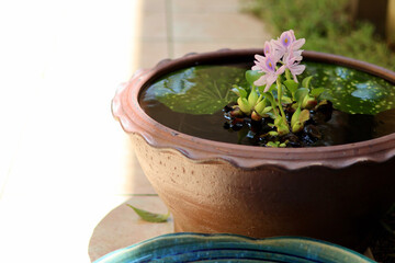 睡蓮鉢が並ぶ涼しげな中庭　日本の夏の景色　納涼　夏の風物詩　和風と洋風がブレンドされた庭