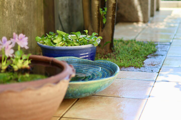 睡蓮鉢が並ぶ涼しげな中庭　日本の夏の景色　納涼　夏の風物詩　和風と洋風がブレンドされた庭