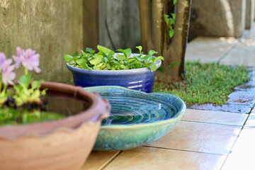 睡蓮鉢が並ぶ涼しげな中庭　日本の夏の景色　納涼　夏の風物詩　和風と洋風がブレンドされた庭
