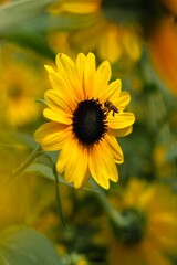 sunflower in a garden