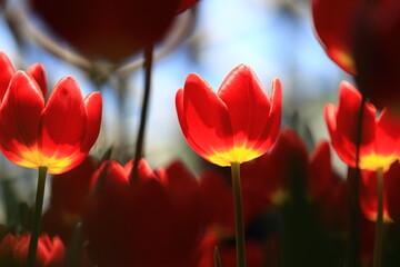 Beautiful tulips in the selected cool season dome using cool waste from the regasification process...