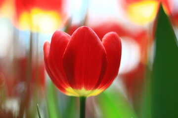 Beautiful tulips in the selected cool season dome using cool waste from the regasification process...