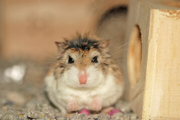 Adorable Roborovski hamster has a serious look on her face