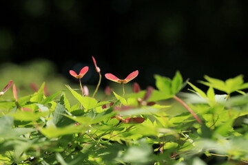 初夏のイロハモミジと種 © aki_insta212