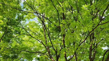 green leaves background