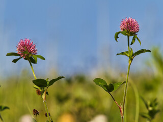 Tokyo, Japan - May 11, 2024: Two red clover flowers on blue sky background