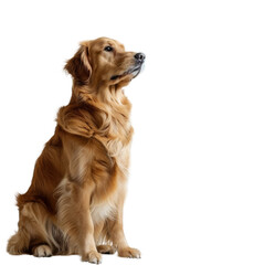 A golden retriever is sitting calmly in front of a plain white background