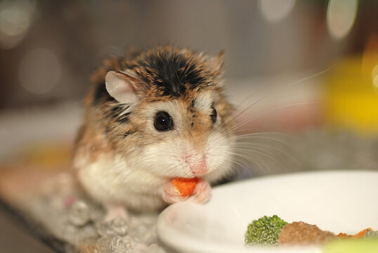 Adorable Roborovski hamster eating meals