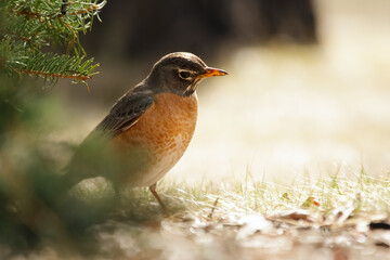 American robin is standing on the ground under the tree in morning light.