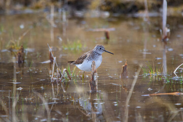 Solitary sandpiper is walking and foraging in the shallow waters in spring.